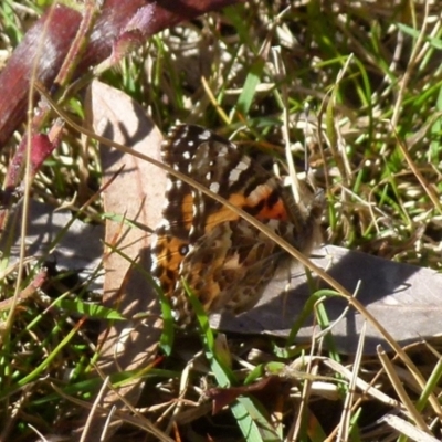 Vanessa kershawi (Australian Painted Lady) at Boro - 13 Aug 2021 by Paul4K