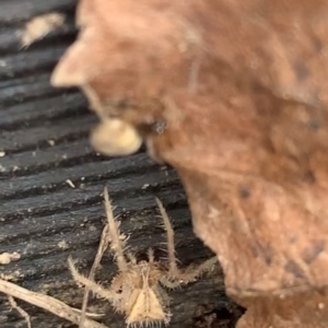 Sidymella hirsuta at Murrumbateman, NSW - 11 Aug 2021