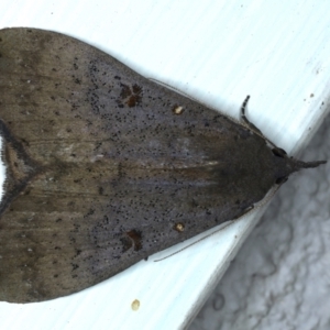 Rhapsa suscitatalis at Ainslie, ACT - 10 Aug 2021