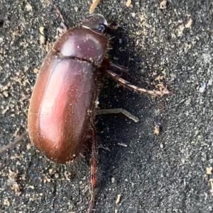 Melolonthinae (subfamily) at Murrumbateman, NSW - 11 Aug 2021 12:06 PM