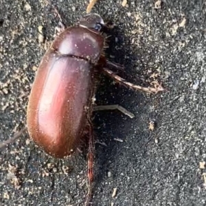 Melolonthinae sp. (subfamily) at Murrumbateman, NSW - 11 Aug 2021