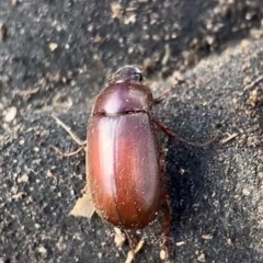 Melolonthinae sp. (subfamily) at Murrumbateman, NSW - 11 Aug 2021