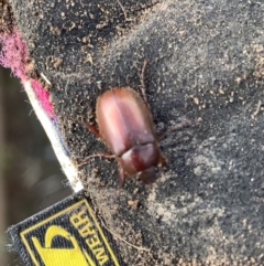 Melolonthinae sp. (subfamily) at Murrumbateman, NSW - 11 Aug 2021