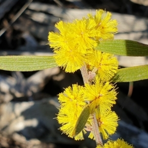 Acacia lanigera var. lanigera at Aranda, ACT - 9 Aug 2021 10:04 AM