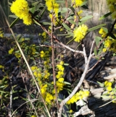 Acacia lanigera var. lanigera at Aranda, ACT - 9 Aug 2021 10:04 AM