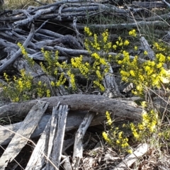 Acacia lanigera var. lanigera at Aranda, ACT - 9 Aug 2021 10:04 AM