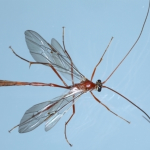 Enicospilus insularis at Ainslie, ACT - 12 Aug 2021