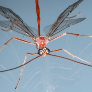 Enicospilus insularis at Ainslie, ACT - 12 Aug 2021