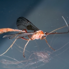 Enicospilus insularis at Ainslie, ACT - 12 Aug 2021