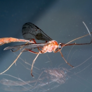 Enicospilus insularis at Ainslie, ACT - 12 Aug 2021