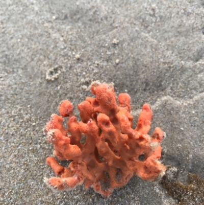 Unidentified Marine Alga & Seaweed at Evans Head, NSW - 13 Aug 2021 by AliClaw