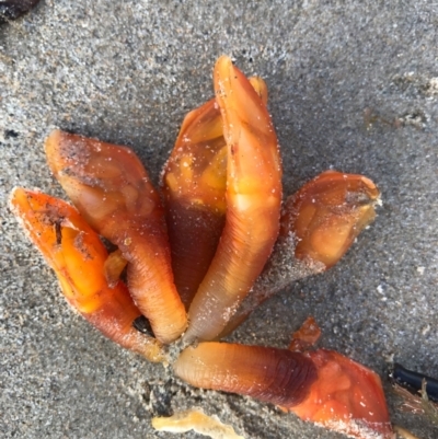 Unidentified Marine Alga & Seaweed at Evans Head, NSW - 13 Aug 2021 by AliClaw