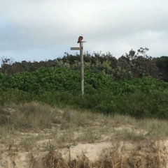 Haliastur indus (Brahminy Kite) at Evans Head, NSW - 14 Aug 2021 by Claw055