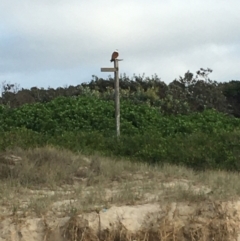 Haliastur indus (Brahminy Kite) at Evans Head, NSW - 13 Aug 2021 by Claw055