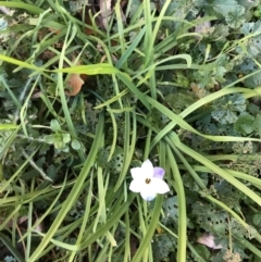 Ipheion uniflorum at Lyneham, ACT - suppressed