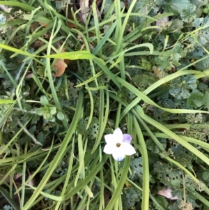 Ipheion uniflorum at Lyneham, ACT - suppressed