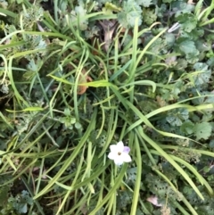 Ipheion uniflorum at Lyneham, ACT - suppressed