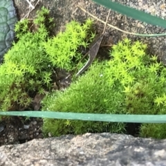 Unidentified Moss, Liverwort or Hornwort at Garran, ACT - 8 Aug 2021 by Tapirlord