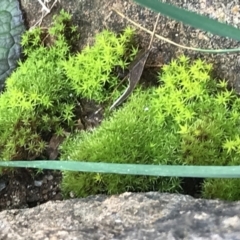 Unidentified Moss / Liverwort / Hornwort at Garran, ACT - 8 Aug 2021 by Tapirlord