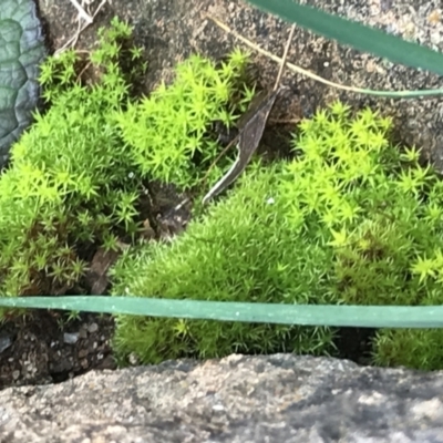 Unverified Moss, Liverwort or Hornwort by Tapirlord