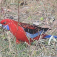 Platycercus elegans (Crimson Rosella) at Conder, ACT - 1 Jun 2021 by michaelb