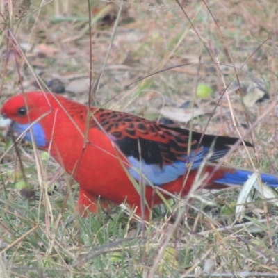 Platycercus elegans (Crimson Rosella) at Conder, ACT - 1 Jun 2021 by michaelb