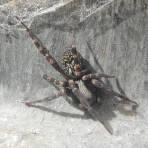 Badumna (genus) at Conder, ACT - 13 Jul 2021 12:19 PM