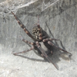 Badumna sp. (genus) at Conder, ACT - 13 Jul 2021