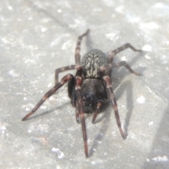 Badumna (genus) at Conder, ACT - 13 Jul 2021 12:19 PM
