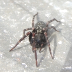 Badumna sp. (genus) at Conder, ACT - 13 Jul 2021