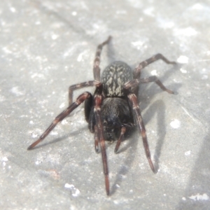 Badumna (genus) at Conder, ACT - 13 Jul 2021 12:19 PM