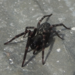 Badumna (genus) at Conder, ACT - 13 Jul 2021 12:19 PM