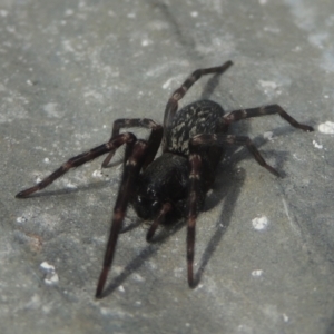 Badumna (genus) at Conder, ACT - 13 Jul 2021 12:19 PM