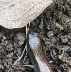 Hemiergis talbingoensis at Holt, ACT - 10 Aug 2021