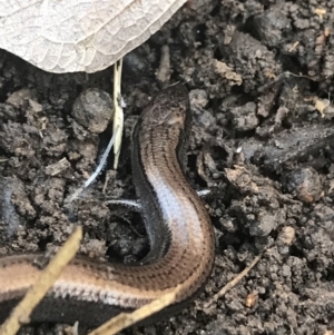 Hemiergis talbingoensis at Holt, ACT - 10 Aug 2021