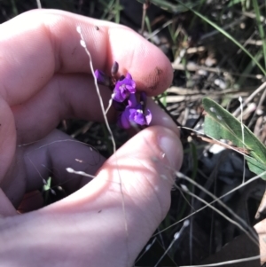 Hardenbergia violacea at Holt, ACT - 10 Aug 2021