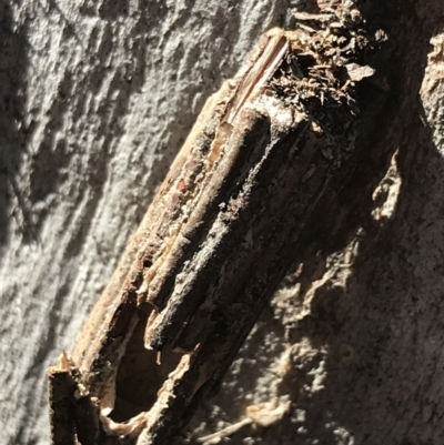 Clania (genus) (A case moth) at Aranda Bushland - 10 Aug 2021 by Tapirlord