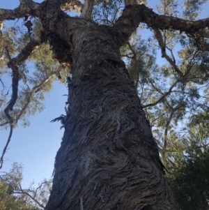 Eucalyptus melliodora at Macquarie, ACT - 14 Aug 2021 08:58 AM