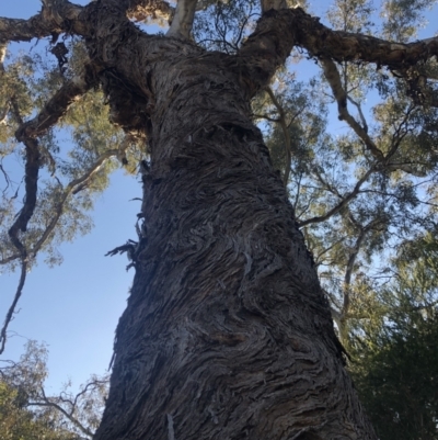 Eucalyptus melliodora (Yellow Box) at Macquarie, ACT - 13 Aug 2021 by Dora