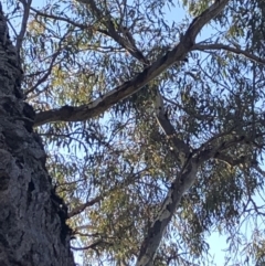 Eucalyptus melliodora at Macquarie, ACT - 14 Aug 2021 08:58 AM