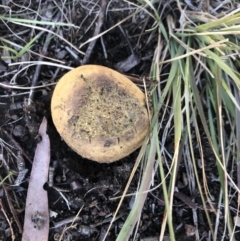 Pisolithus sp. (Pisolithus) at Belconnen, ACT - 13 Aug 2021 by Dora