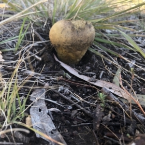 Pisolithus sp. at Belconnen, ACT - 14 Aug 2021