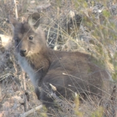 Osphranter robustus robustus (Eastern Wallaroo) at Tennent, ACT - 7 Jul 2021 by MichaelBedingfield