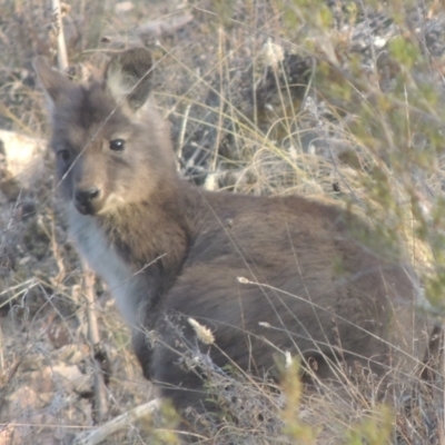 Osphranter robustus robustus (Eastern Wallaroo) at Tennent, ACT - 7 Jul 2021 by MichaelBedingfield