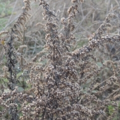 Artemisia verlotiorum (Chinese Mugwort) at Tennent, ACT - 7 Jul 2021 by michaelb