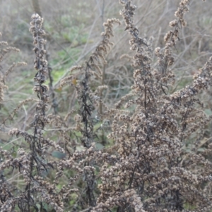 Artemisia verlotiorum at Tennent, ACT - 7 Jul 2021