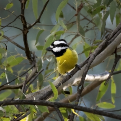 Falcunculus frontatus (Eastern Shrike-tit) at Paddys River, ACT - 12 Aug 2021 by trevsci