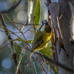 Falcunculus frontatus at Paddys River, ACT - 12 Aug 2021 04:18 PM