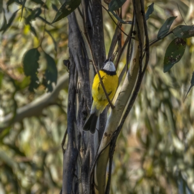 Pachycephala pectoralis (Golden Whistler) at Paddys River, ACT - 12 Aug 2021 by trevsci