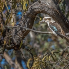 Dacelo novaeguineae (Laughing Kookaburra) at Paddys River, ACT - 12 Aug 2021 by trevsci